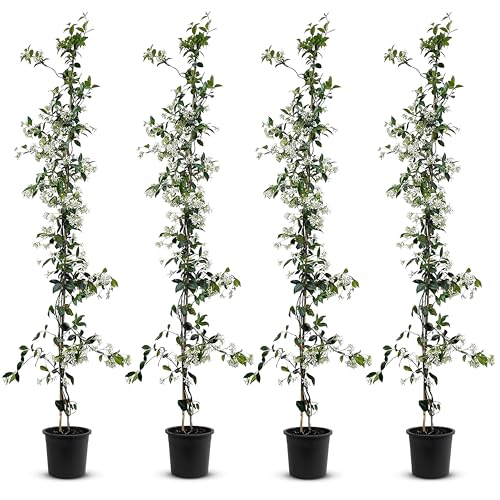 Tropictrees - Trachelospermum Jasminoides - 140cm - Winterhart - Sternjasmin - toskanischer Jasmin -Weiß - 4 pcs von Tropictrees