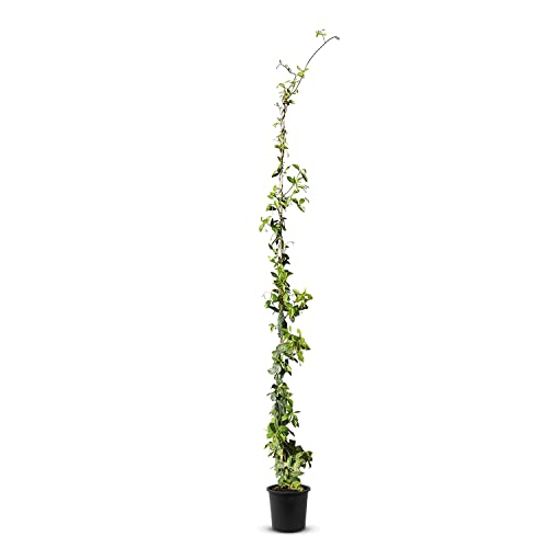 Tropictrees - Trachelospermum Jasminoides - 170cm - Winterhart - Sternjasmin - toskanischer Jasmin -Weiß - 1 pcs von Tropictrees