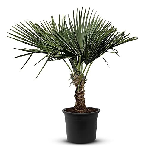 Tropictrees Trachycarpus Fortunei Hanfpalme winterschutz mit einer Stammhöhe von 30-40 cm | Höhe 140 cm | Gelbe und grüne Blätter | Winterschutz Palme für drinnen und draußen von Tropictrees