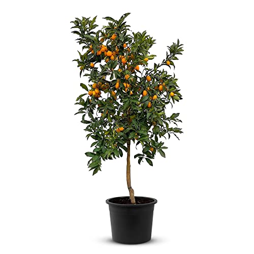 TropicTrees Citrus Fortunella Margarita | 150 cm hoher Kumquatbaum mit einem Stammumfang von 8-10 cm | Kumquat zur Saftherstellung, als Gewürzzutat und als Zierpflanze für den Innenbereich von Tropictrees