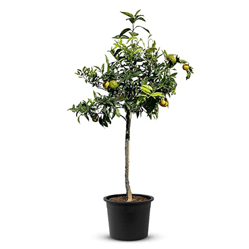 TropicTrees Citrus Reticulata | 150 cm hoher Mandarinenbaum | Stammumfang von 8-10 cm | Mandarinen zur Saftherstellung, als Gewürzzutat und als Zierpflanze für den Innenbereich von Tropictrees