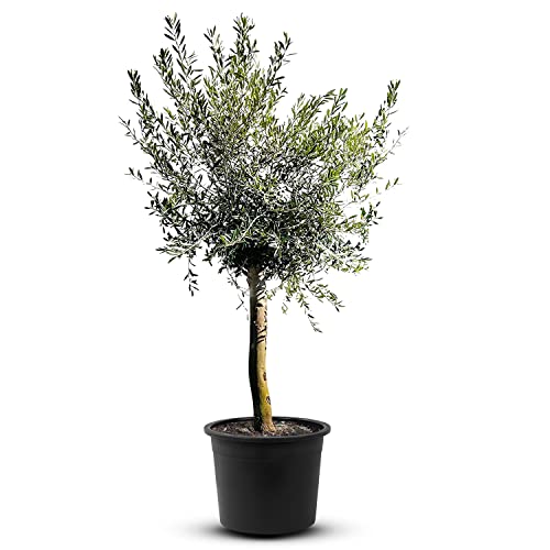 TropicTrees - Olivenbaum winterhart mit einer Höhe von ca. 170cm und einem Stammumfang von 16-20 cm - 20 Jahre alt - echter Olivenbaum mit echten, essbaren Olivenfrüchten - Olea Europaea - 1 Stück von Tropictrees