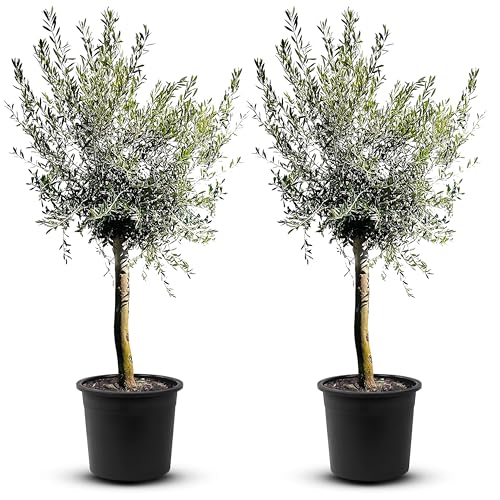 TropicTrees - Olivenbaum winterhart mit einer Höhe von ca. 180cm und einem Stammumfang von 16-20 cm - 20 Jahre alt - echter Olivenbaum mit echten, essbaren Olivenfrüchten - Olea Europaea - 2 Stück von Tropictrees