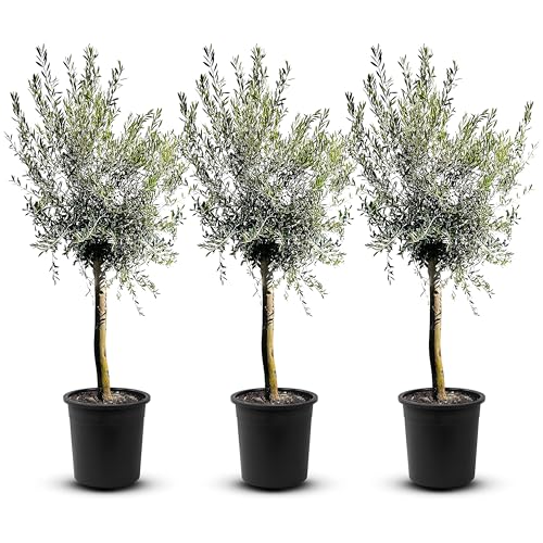 TropicTrees - Olivenbaum winterhart mit einer Höhe von ca. 180cm und einem Stammumfang von 16-20 cm - 20 Jahre alt - echter Olivenbaum mit echten, essbaren Olivenfrüchten - Olea Europaea - 3 Stück von Tropictrees