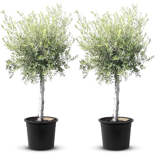 TropicTrees - Olivenbaum winterhart mit einer Höhe von ca. 170cm und einem Stammumfang von 20-40 cm - 45 Jahre alt - echter Olivenbaum mit echten, essbaren Olivenfrüchten - Olea Europaea - 2 Stück von Tropictrees