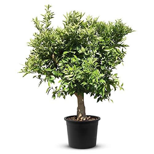 TropicTrees Orangenbaum (Citrus Sinensis) mit einer Höhe von 190 cm und einem Stammumfang von 20-30 cm | Orangen zur Saftherstellung, als Gewürzzutat und als Zierpflanze für den Innenbereich von Tropictrees