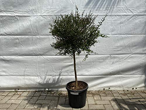 Tropictrees - Australische Fingerlimette - 130-150 cm - Citrus Tree - Citrus Kaviar - Caviar-Limette - Microcitrus australasica von Tropictrees