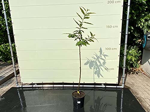 Tropictrees - CASTANEA SATIVA - Kastanienbaum 140/160CM - A+ von Tropictrees