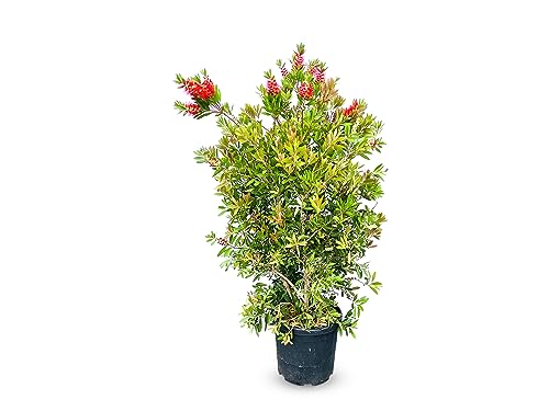 Tropictrees - Callistemon Citrinus - 140-160 cm - Bottelbrush - Putzer - Zylinderputser- Farbe Rot von Tropictrees
