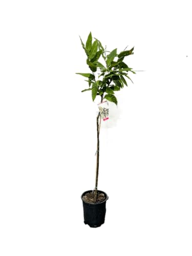 Tropictrees - Castanea Sativa - Kastanienbaum 140/150 cm - Winterhart - Esskastanie - Nussfrucht - Edelkastanie - Maronen - Obstbaum - Laubbaum - Essbare Kastanien - Nussfrüchte von Tropictrees