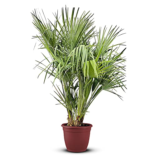 Tropictrees Chamaerops Humilis | Zwergpalme winterhart & kältebeständig, mit einer Höhe von 120 cm | Kleinwüchsig | Outdoor Grünpflanzen | Outdoor Palme von Tropictrees