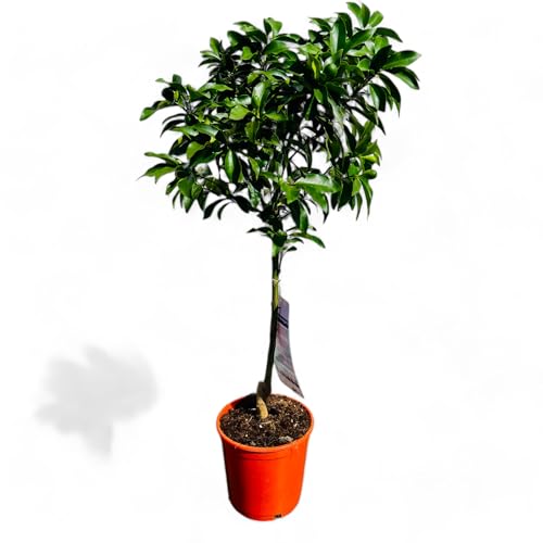Tropictrees Citrus Kumquat Fortunella - 100 cm Hoher Kumquatbaum inkl. Topf | Immergrüner Zitrusbaum für Garten & Innenbereich | Fruchttragend im Saison, Pflegeleicht & Duftend Tropictrees Citrus Kumquat Fortunella - 100 cm Hoher Kumquatbaum inkl. Topf | Immergrüner Zitrusbaum für Garten & Innenbereich | Fruchttragend im Saison, Pflegeleicht & Duftend von Tropictrees