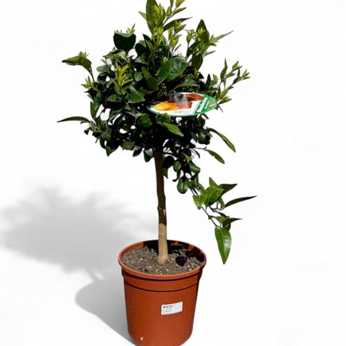 Tropictrees Citrus Reticulata Mandarinenbaum - 80 cm Hoch inkl. Topf | Fruchttragender Zitrusbaum im Saison für Garten & Innenbereich | Pflegeleicht, Immergrün & Duftend von Tropictrees