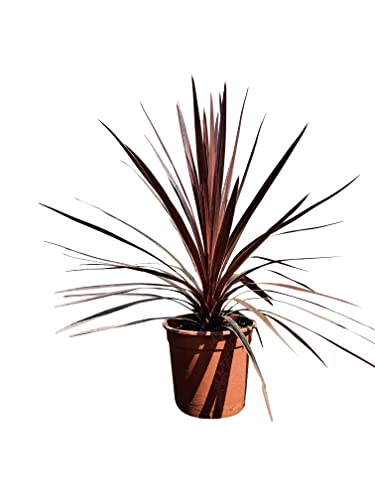 TROPICTREES Cordyline Red Star Palme | 75cm Höhe | Lebendige rote Blätter Immergrüne Palme | Rote Elegance üppiges Laub Outdoor Cordyline Pflanze von Tropictrees