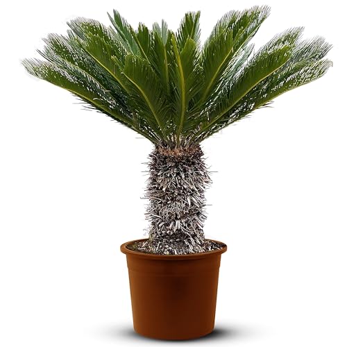 Tropictrees – Cycas Revoluta - Immergrüne Pflanze - Palmfarn – Sagopalmfarn – Zimmerpflanzen -Japanischer Palmfarn - 120cm Höhe - Stammhöhe 20/35cm von Tropictrees