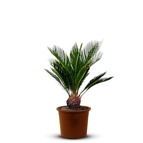 Tropictrees – Cycas Revoluta - Immergrüne Pflanze - Palmfarn – Sagopalmfarn – Zimmerpflanzen -Japanischer Palmfarn - 60cm Höhe - Stammhöhe 0/5cm Tropictrees – Cycas Revoluta - Immergrüne Pflanze - Palmfarn – Sagopalmfarn – Zimmerpflanzen -Japanischer Palmfarn - 60cm Höhe - Stammhöhe 0/5cm von Tropictrees