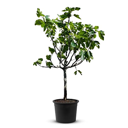 Tropictrees Feigenbaum mit einer Höhe von 150 cm und einem Stammumfang von 14-16 cm | Feigen zur Saftherstellung und als Zutat für schmackhafte Gerichte | Feigenbaum winterhart mit essbaren Früchten von Tropictrees