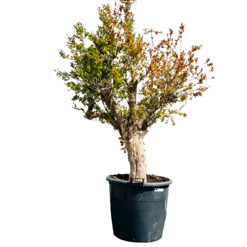 Tropictrees - GRANATAPFEL BAUM GRÖßE XXL, STAMMUMFANG 40-50CM von Tropictrees