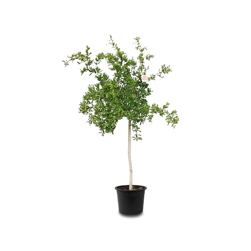 Tropictrees Granatapfelbaum Winterhart - Punica Granatum mit 160 cm Hochstamm - Echter Granatapfelbaum für drinnen und draußen - Gartenpflanzen Winterhart im Topf von Tropictrees
