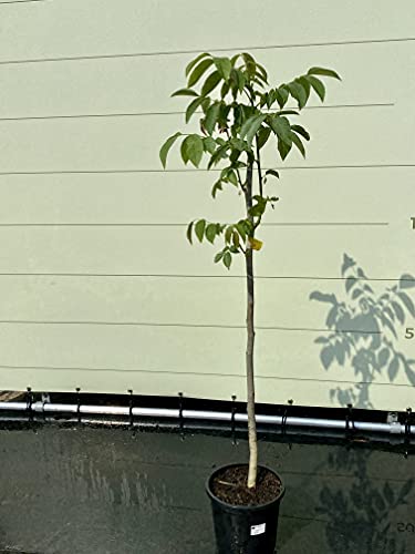 Tropictrees - JUGLANS REGIA - WALNUSSBAUM CA. 150 CM von Tropictrees
