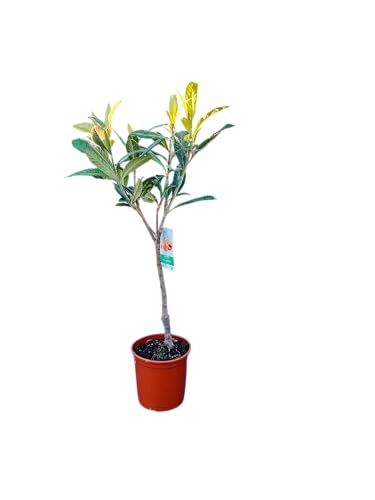 Tropictrees - Japanische Wollmispel - Eriobotrya japonica - 130/150cm - Loquat-Baum - Pflanze - Immergrün - Winterhart von Tropictrees