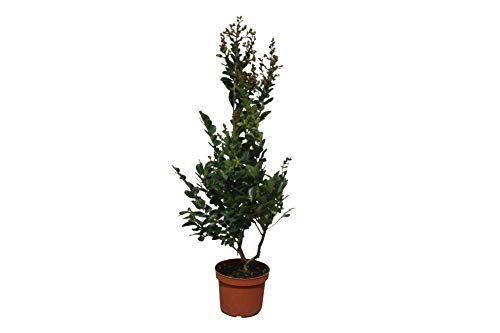 Tropictrees - Lagerstroemia Indica - 130cm - Kräuselmyrte - Indische Zürgelbaum von Tropictrees