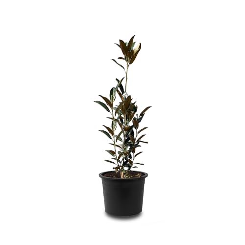 Tropictrees - MAGNOLIA GRANDIFLORA (200cm) von Tropictrees