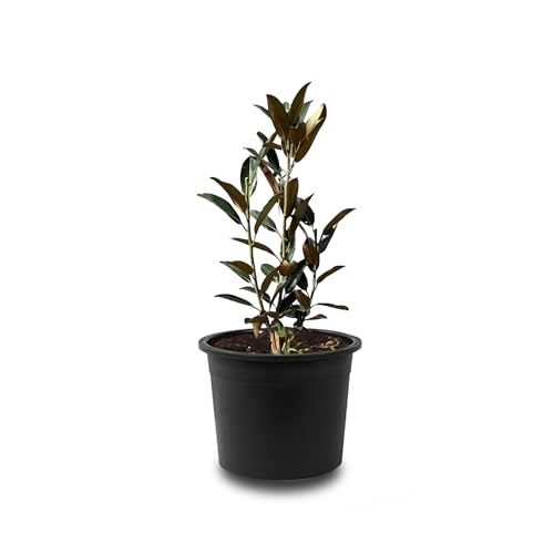 Tropictrees - MAGNOLIA GRANDIFLORA (100cm) von Tropictrees