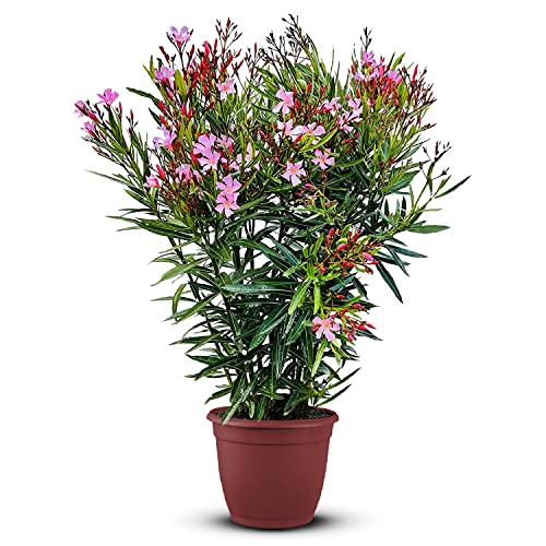 Tropictrees Nerium Oleander | Oleander Pflanzen winterhart | immergrüne winterharte Pflanze mit einer Höhe 120-140 cm | rosa Blüten | Hitze- und trockenheitsresistent von Tropictrees