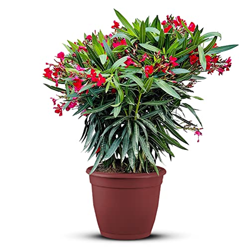 Tropictrees Nerium Oleander | Oleander Pflanzen winterhart | immergrüne winterharte Pflanze mit einer Höhe 120-140 cm | rote Blüten | Hitze- und trockenheitsresistent von Tropictrees