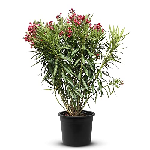 Tropictrees Nerium Oleander | Oleander Pflanzen winterhart | immergrüne winterharte Pflanze mit einer Höhe 80-100 cm | rote Blüten | Hitze- und trockenheitsresistent von Tropictrees