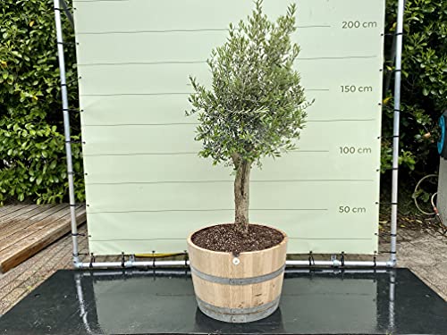 Tropictrees - OLEA EUROPEA - OLIVENBAUM, STAMMUMFANG 20-40 CM IM HALBEN WEINFASS von Tropictrees
