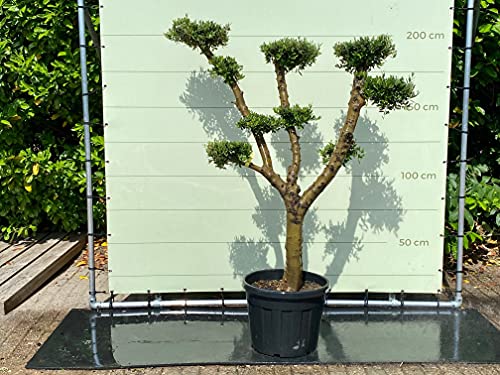 Tropictrees Olea Europea Plato - Olivenbaum Pon Pon, Stammumfang 30-40 CM - A+ von Tropictrees
