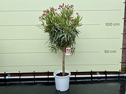 Tropictrees - Oleander auf hochstamm, farbe Rot, 80-100cm von Tropictrees