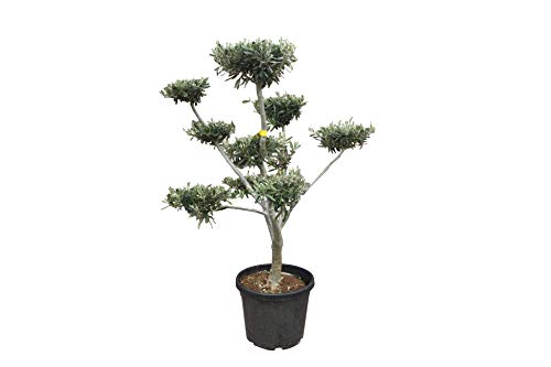 Tropictrees - Olivenbaum - Pon Pon - stammumfang 16-20 cm - Bonsai von Tropictrees