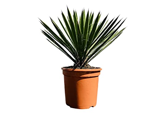 Tropictrees - Palme - Palmlilien - Yucca Filifera - 60 cm - winterhart - A+ von Tropictrees