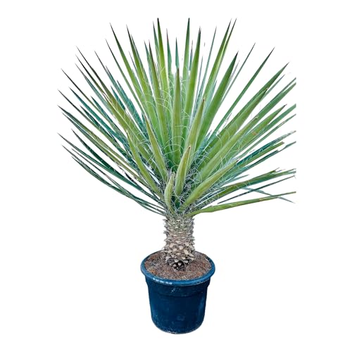 Tropictrees - Palme - Yucca Filifera Australis - Palmlilie - Winterhart - A+ - 200cm von Tropictrees