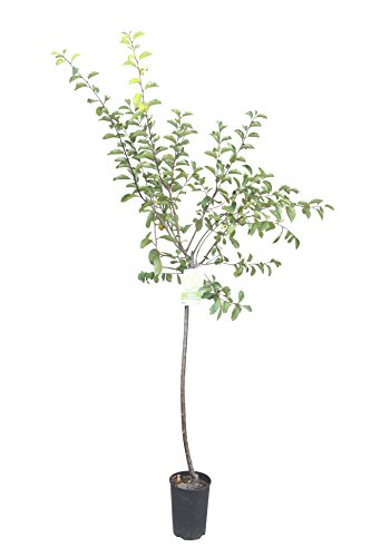 Tropictrees - Pflaumenbaum, Golden Japan, Prunus domestica, Obstbaum winterhart, Pflaume 155cm von Tropictrees