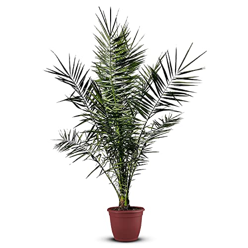 Tropictrees Phönix canariensis | Höhe 160cm | Dattelpalme winterhart & kältebeständig | Phönixpalme | Outdoor Grünpflanze | Kanarische Dattelpalme | Outdoor Palme von Tropictrees