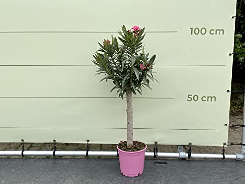 Tropictrees - ROSA OLEANDER AUF STAMM 100 CM von Tropictrees