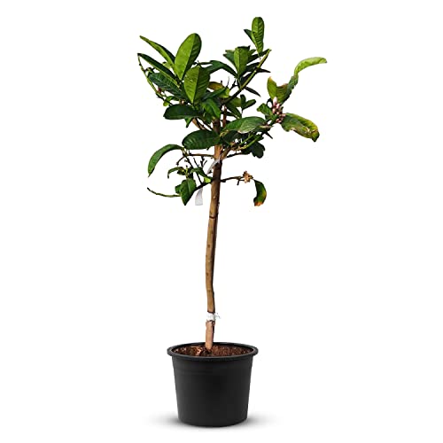 Tropictrees Real Authentic Citrus Tree - Hand of Buddha - Veredelte Zitruspflanze mit Bergamot-Samen, echte authentische Topfpflanze mit exklusiven Aromen gelbgoldene Buddha Hand von Tropictrees