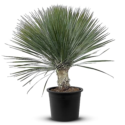 Tropictrees Schnabel-Yucca Rostrata mit Stamhöhe von 20-30 cm | Auffällige und dürreresistente Yucca Palme mit schwertförmigen Blättern | Himmlische Zimmerpflanze für Ihre Landschaft von Tropictrees