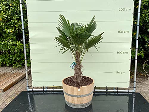 Tropictrees - TRACHYCARPUS FORTUNEI - PALME 150 CM IN HALBES WEINFASS - A+ Tropictrees - TRACHYCARPUS FORTUNEI - PALME 150 CM IN HALBES WEINFASS - A+ von Tropictrees