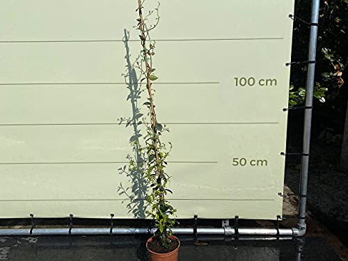 Tropictrees - Trachelospermum Jasminoides - 170cm - A+ von Tropictrees