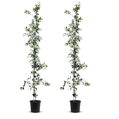 Tropictrees - Trachelospermum Jasminoides - 200cm - Winterhart - Sternjasmin - toskanischer Jasmin -Weiß - 2 pcs von Tropictrees