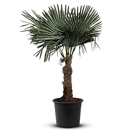 Tropictrees Trachycarpus Fortunei Hanfpalme winterschutz mit einer Stammhöhe von 60-80 cm | Höhe 170cm | Gelbe und grüne Blätter | Winterschutz Palme für drinnen und draußen von Tropictrees