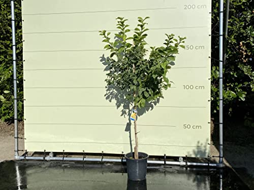 Tropictrees - Zitrus Limon - Zitronenbaum, 150 cm - echte zitrus - Citrus Limon - Zitrone - Immergrün von Tropictrees