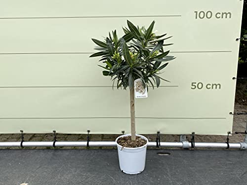 Tropictrees - WEIẞE OLEANDER AUF STAMM 120 CM - Blüten von Tropictrees