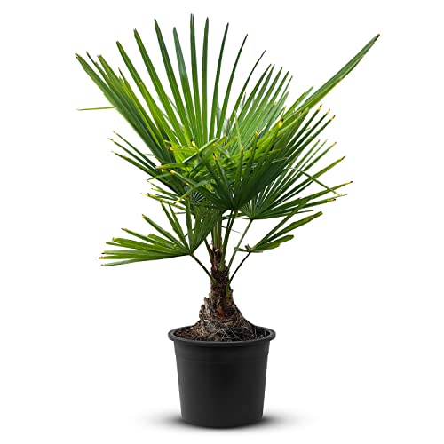 Tropictrees Trachycarpus Fortunei Hanfpalme winterschutz mit einer Stammhöhe von 5-15 cm | Höhe 110 cm | Gelbe und grüne Blätter | Winterschutz Palme für drinnen und draußen von Tropictrees