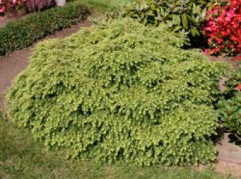 Kissen Hemlocktanne 'Nana', 20-25 cm, Tsuga canadensis 'Nana', Containerware Kissen Hemlocktanne 'Nana', 20-25 cm, Tsuga canadensis 'Nana', Containerware von Tsuga canadensis 'Nana'